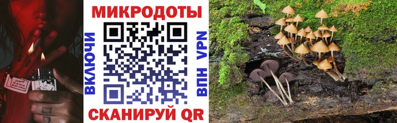 Псилоцибиновые грибы Psilocybe  купить   Уфа 